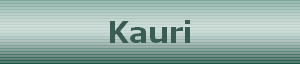 Kauri